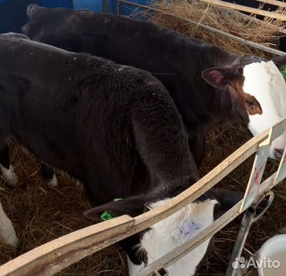 Елята – тёлочки и бычки мясистые. Доставка