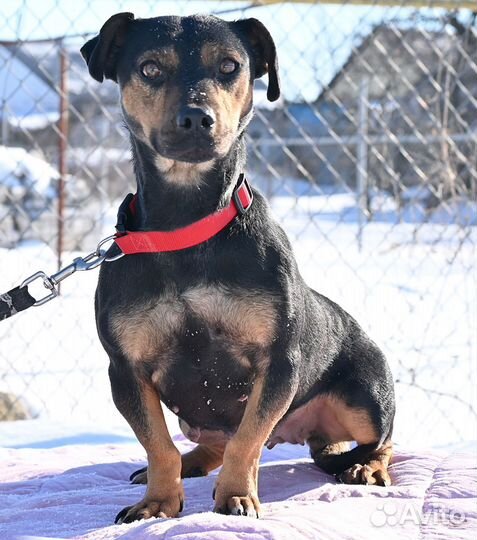 Маленькая собака в добрые руки