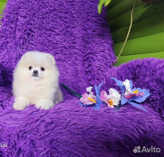 Мини парня пома, бебифейс, мишка, доставка