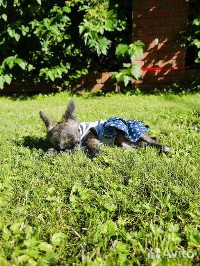 Чихуахуа длинношерстные