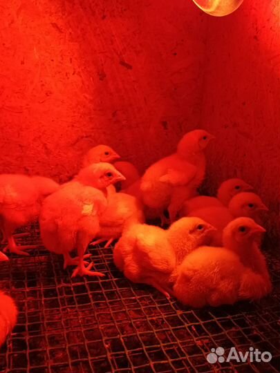 Бройлер, Утята,Гусята,Цыплята