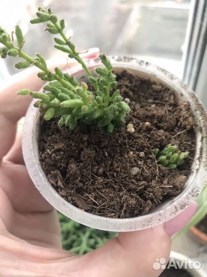 Рипсалис мезембриантемовый