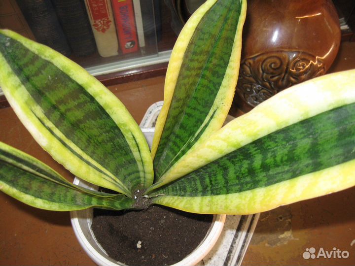 Сансевьера