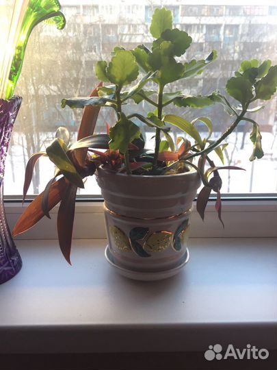 Композиция из живых растений в керамическом горшке