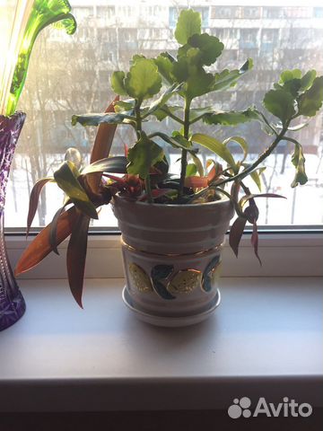 Композиция из живых растений в керамическом горшке