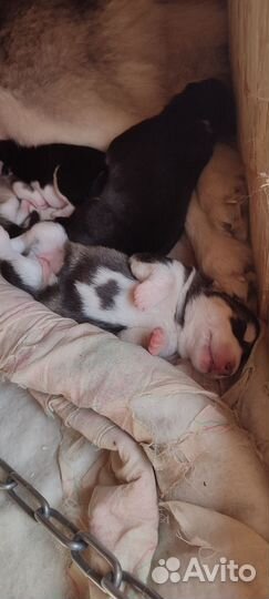 Щенки сибирской хаски