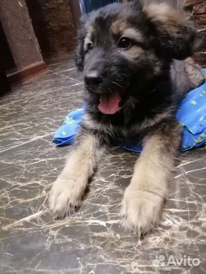 Чебурашка щенок девочка под стерилизацию