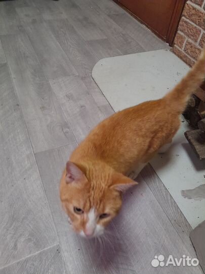 Отдать в хорошие руки