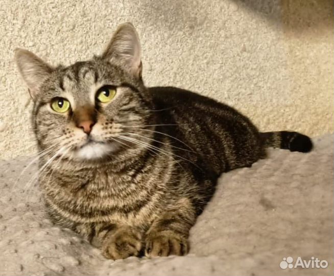 Кошечка Фиона ищет дом