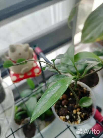 Хойя публикалис, Хойя мультифлора