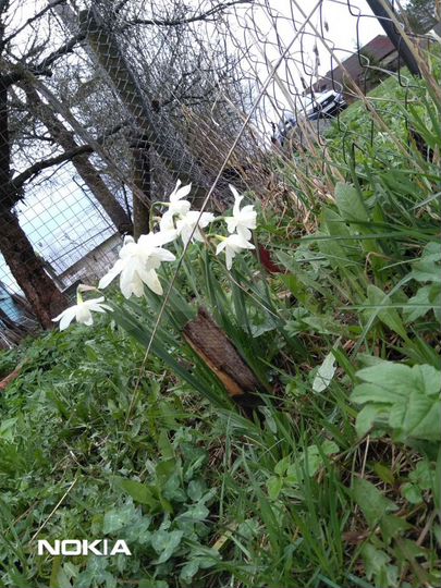 Участок 41,9 сот. (ИЖС)