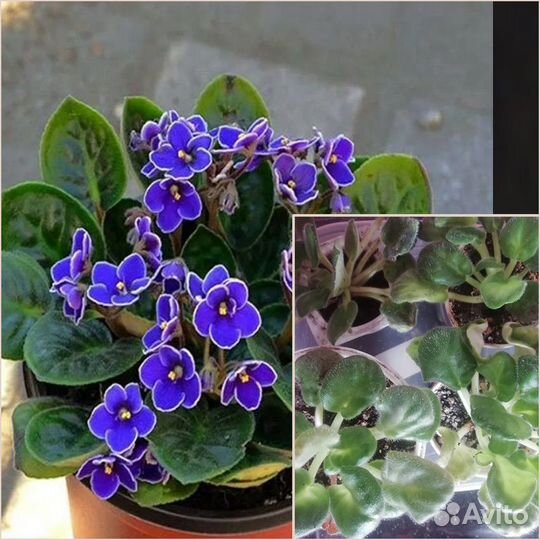 Комнатные цветы