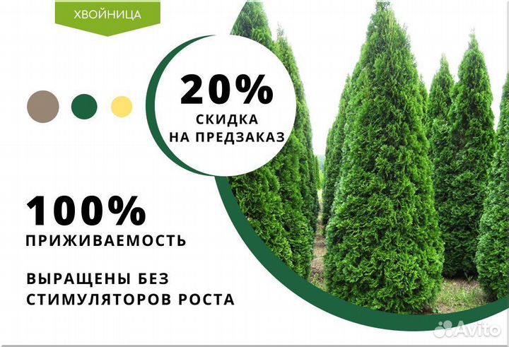 Туя Колумна 5 м