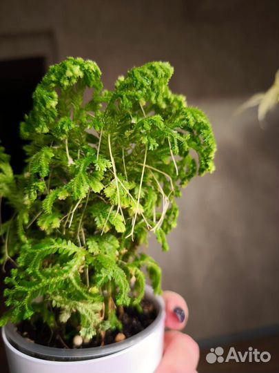 Селагинелла йори