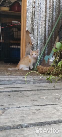 Котенок ищет дом