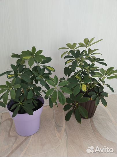 Комнатное растение шеффлера