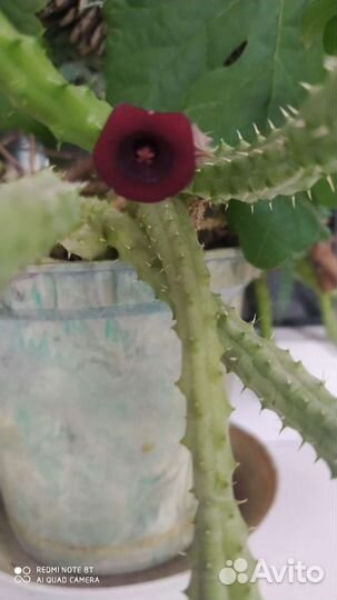 Кактусы и суккуленты цветущий