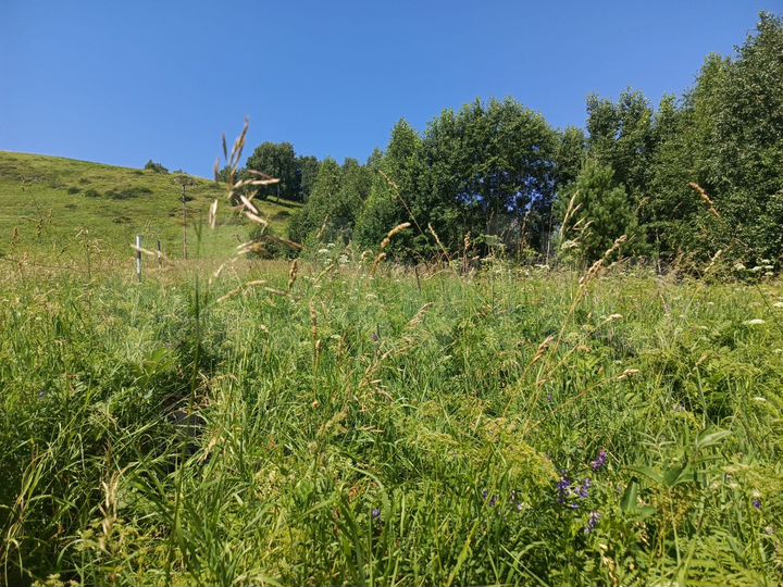 Участок 5,9 сот. (СНТ, ДНП)