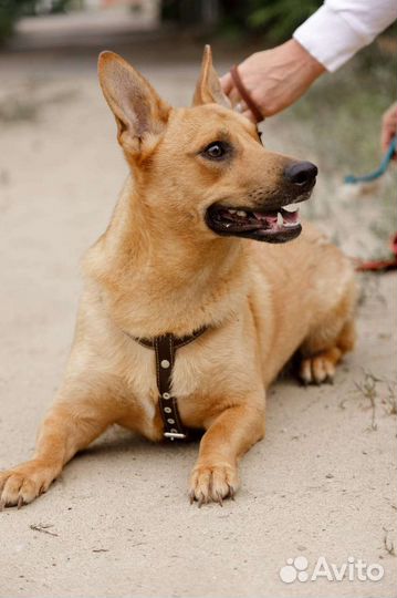 Рыжее счастье ищет семью