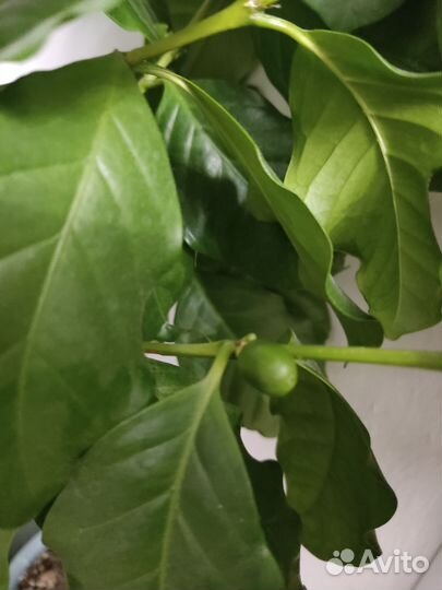 Комнатные цветы кофе вьетнамский