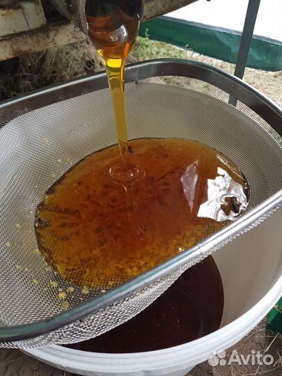 Мёд липовый 2024