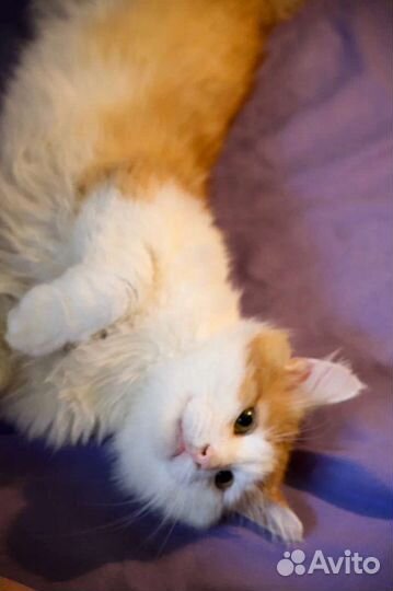 Кошка в дар