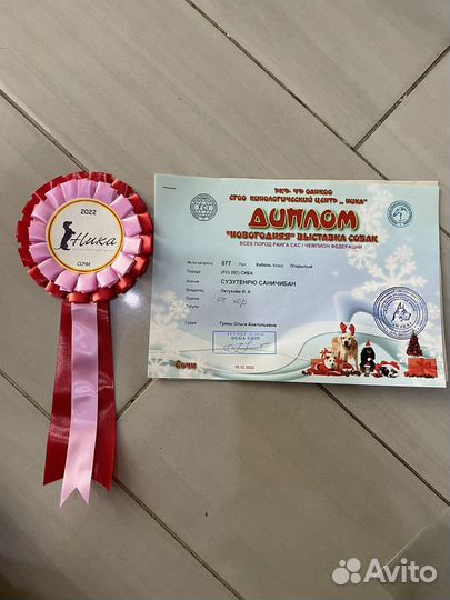 Собака сиба ину