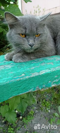 Кошка в добрые руки