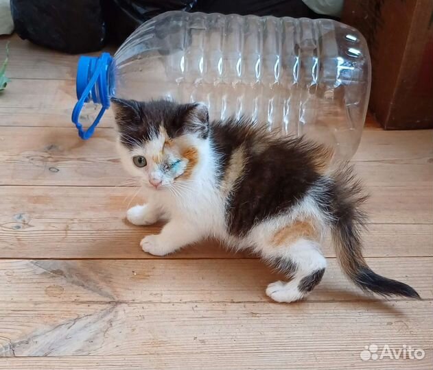 Котенок-девочка