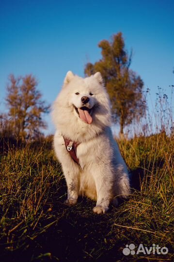 Собака в аренду Самоед