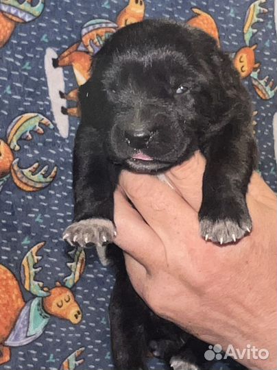 Черные щенки Алабая