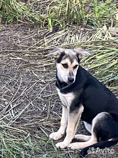 Отдам щенка в добрые руки бесплатно