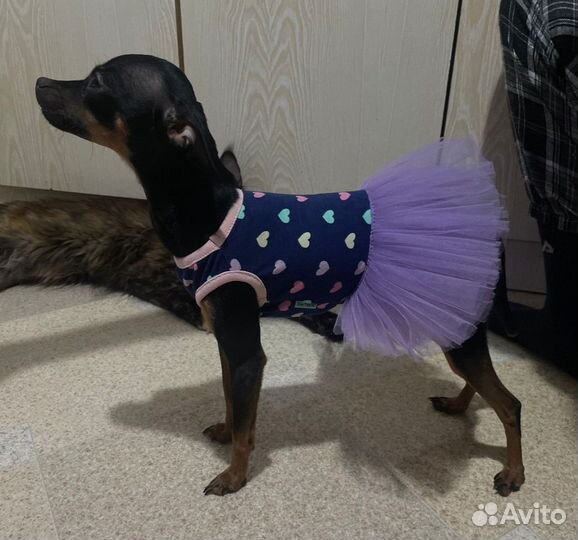 Русский той-терьер мини