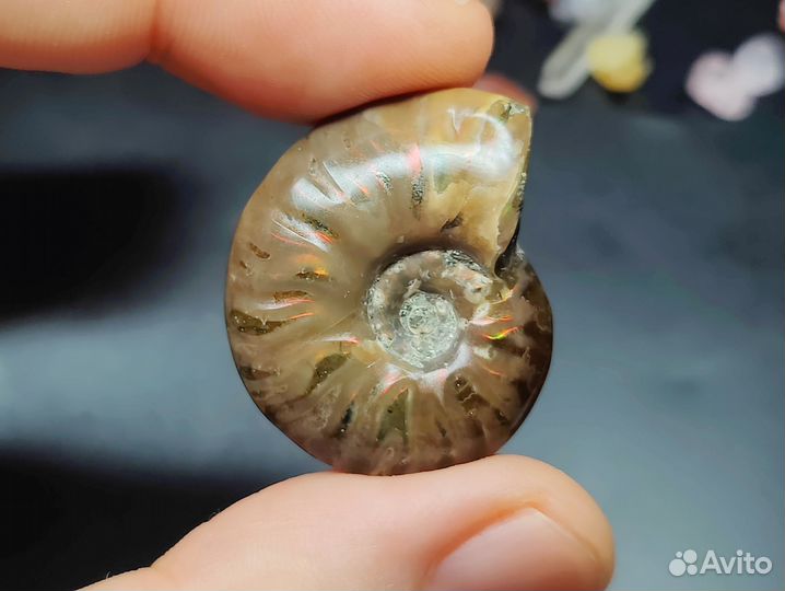 Окаменелость. Аммонит с аммолитом. Редкий вид