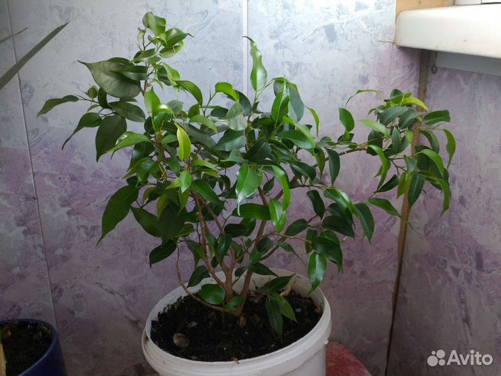 Фикус бенджамина