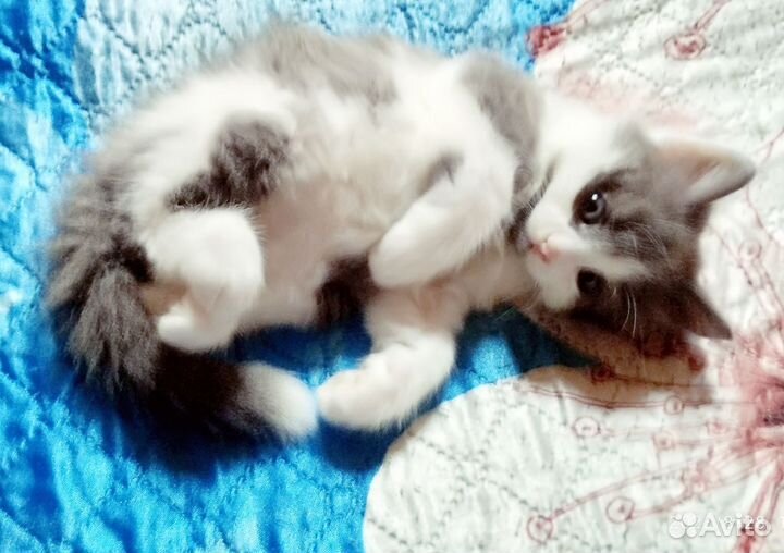 Котятки бесплатно