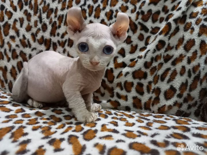 Сфинкс девочка Двэльф