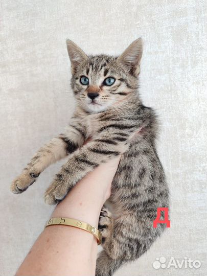 Котенок девочка