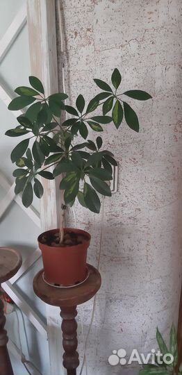 Шефлера вариегатеая