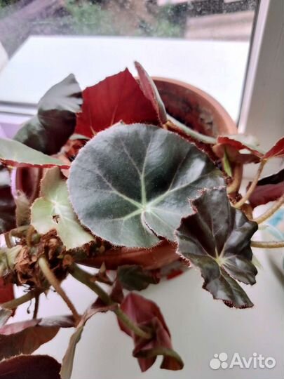 Бегония краснолистная