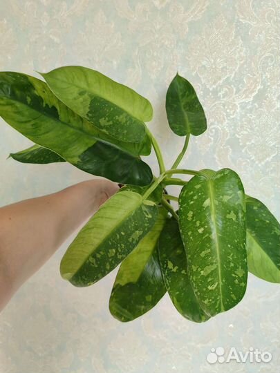 Филодендрон хосе буэно