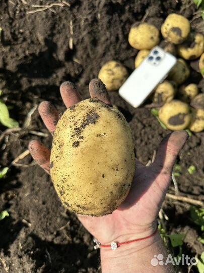 Картофель оптом