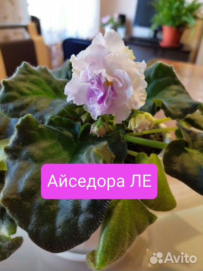 Детки сортовых фиалок
