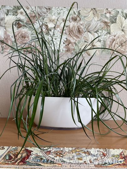 Бильбергия