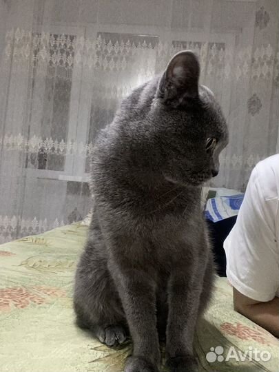 Шотландская кошка