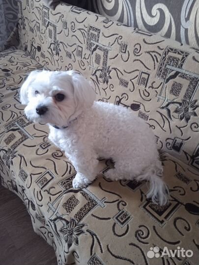 Вязка собак