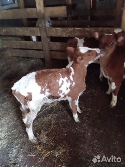 Телята бычки