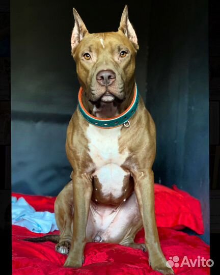 Зоогостиница/Гостиница для собак(видеонаблюдение)