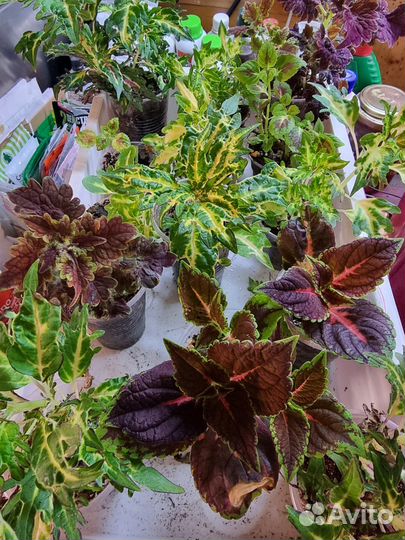 Алиссум вегетативный сноу принцесс. Колеус