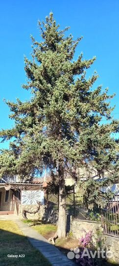 Ель новогодняя живая